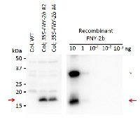 2b protein [Cucumber mosaic virus] in the group Antibodies for Plant/Algal  / Plant Pathogens / Viruses at Agrisera AB (Antibodies for research) (AS16 3981)